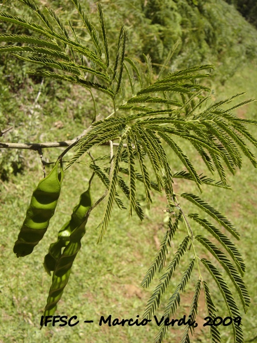 Parapiptadenia rigida