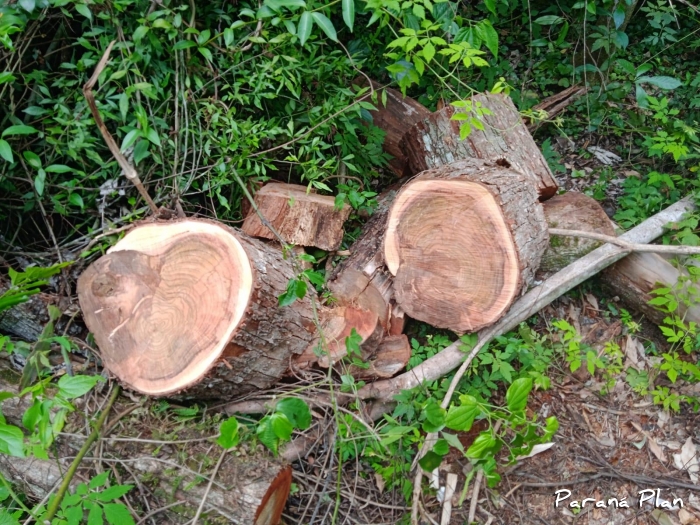 Parapiptadenia rigida