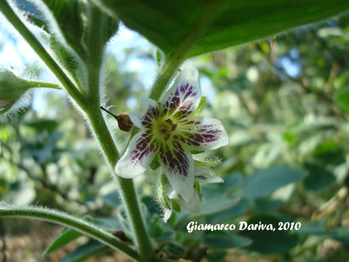 Athenaea picta