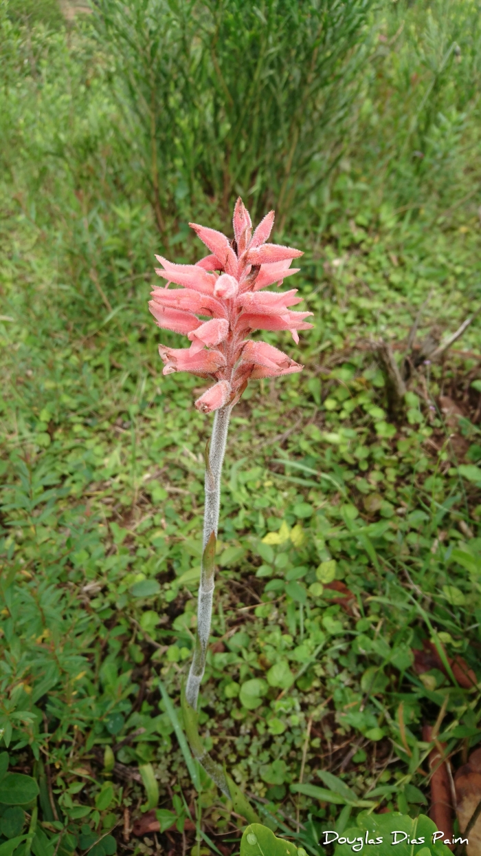 Sacoila lanceolata