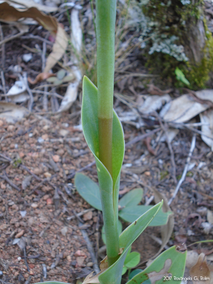 Sacoila lanceolata