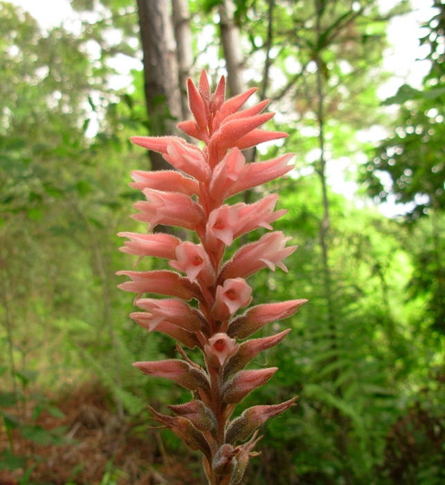 Sacoila lanceolata