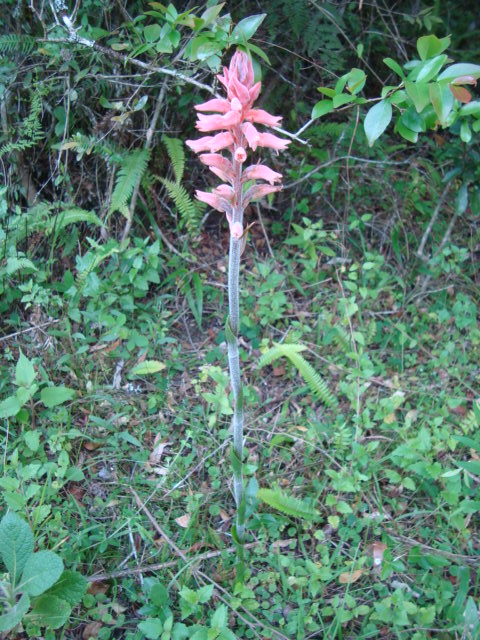 Sacoila lanceolata