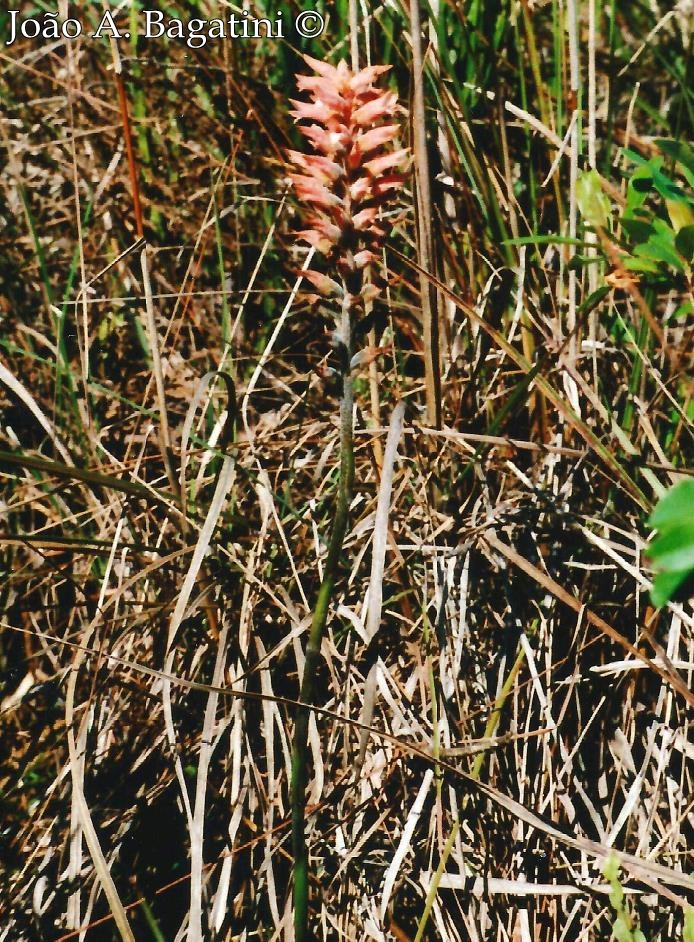 Sacoila lanceolata