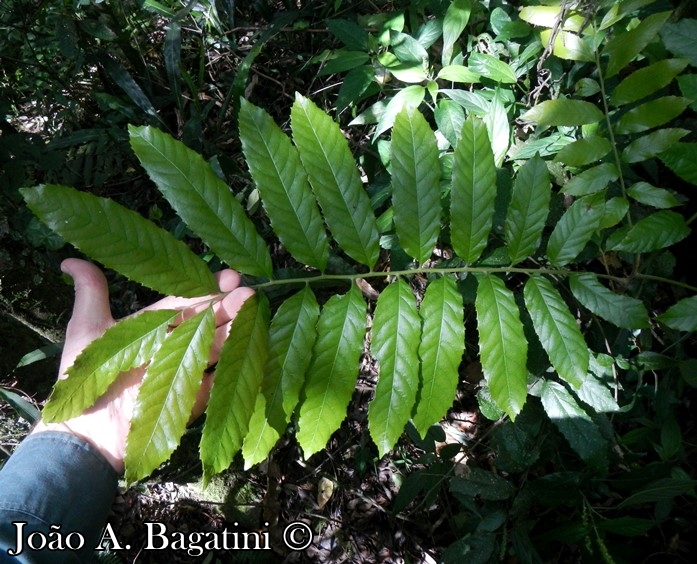 Cupania vernalis