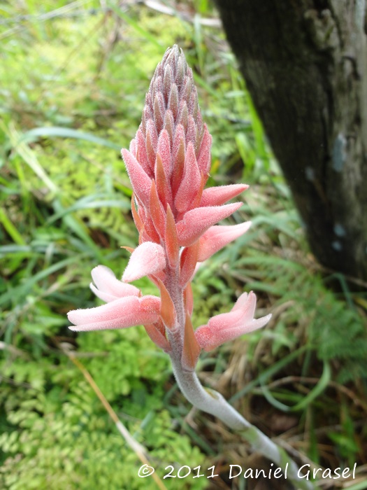 Sacoila lanceolata