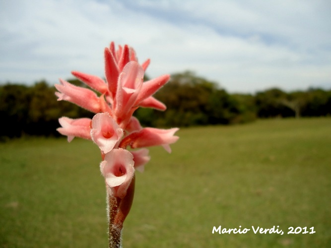 Sacoila lanceolata