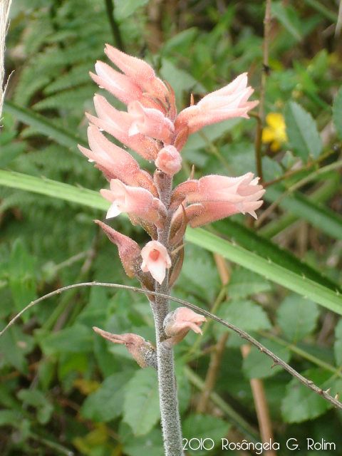 Sacoila lanceolata