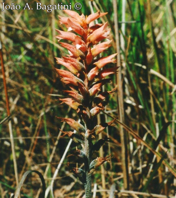 Sacoila lanceolata