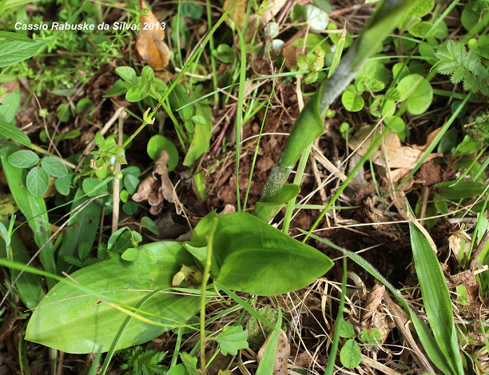 Sacoila lanceolata