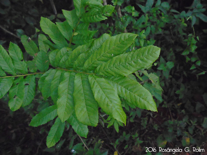 Cupania vernalis