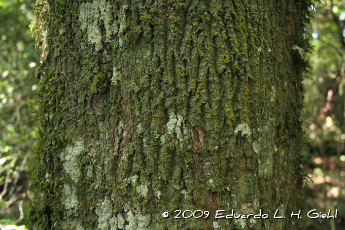 Cupania vernalis