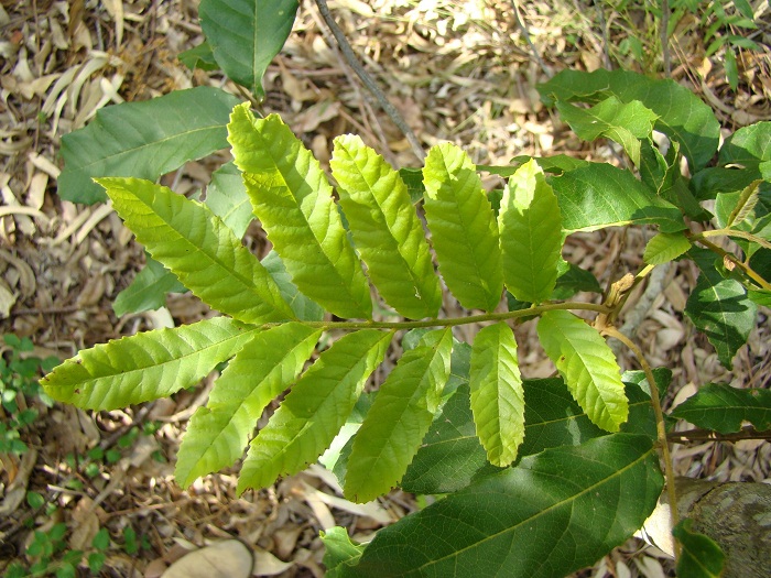 Cupania vernalis