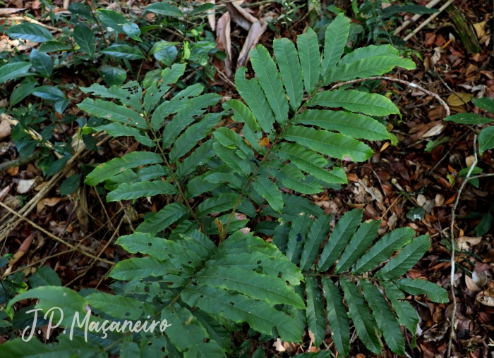 Cupania vernalis