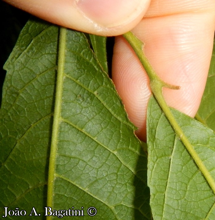 Cupania vernalis