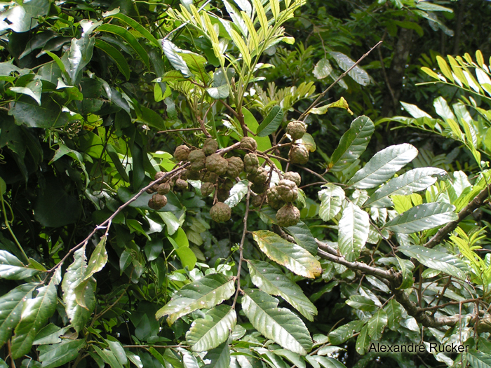 Cupania vernalis