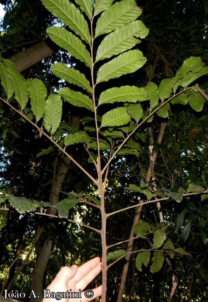 Cupania vernalis