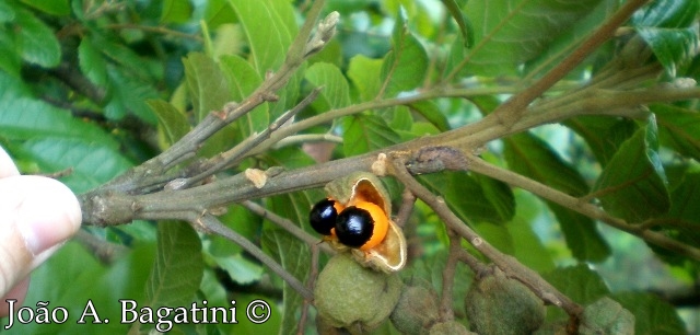 Cupania vernalis