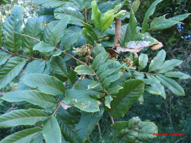 Cupania vernalis