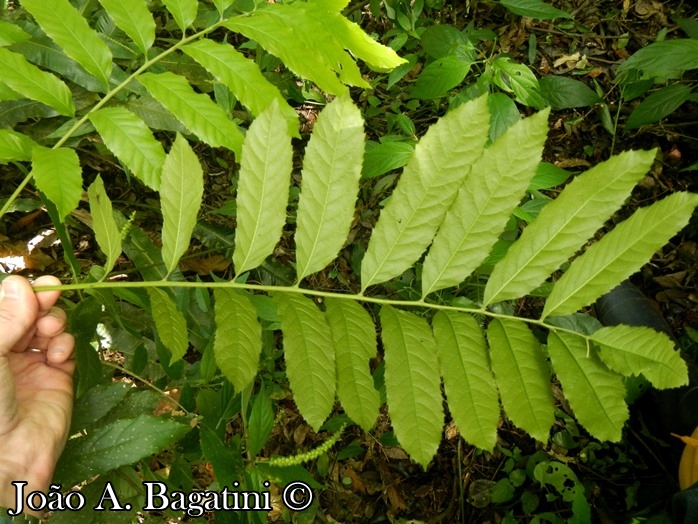 Cupania vernalis