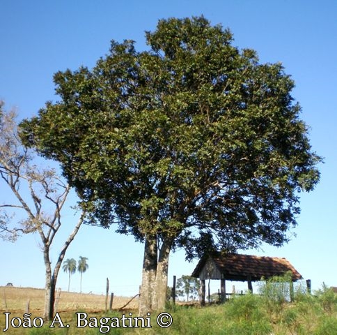 Cupania vernalis