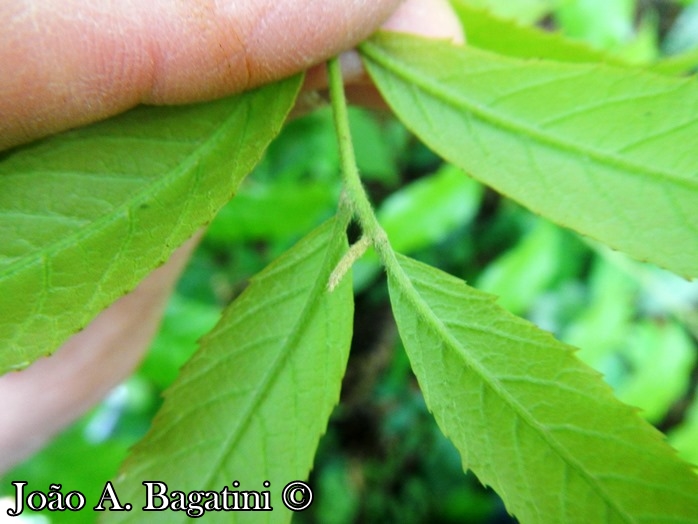 Cupania vernalis