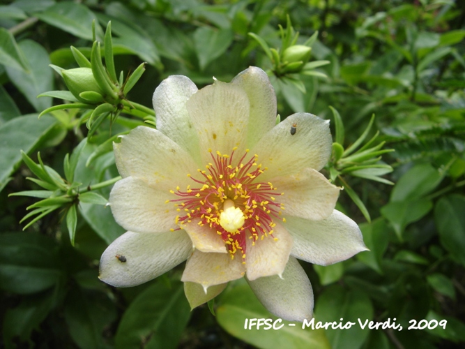 Pereskia aculeata