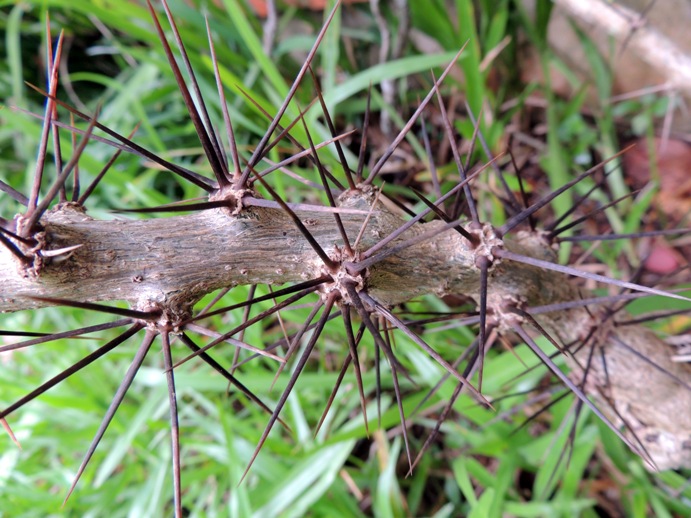 Pereskia aculeata