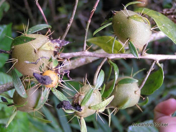 Pereskia aculeata