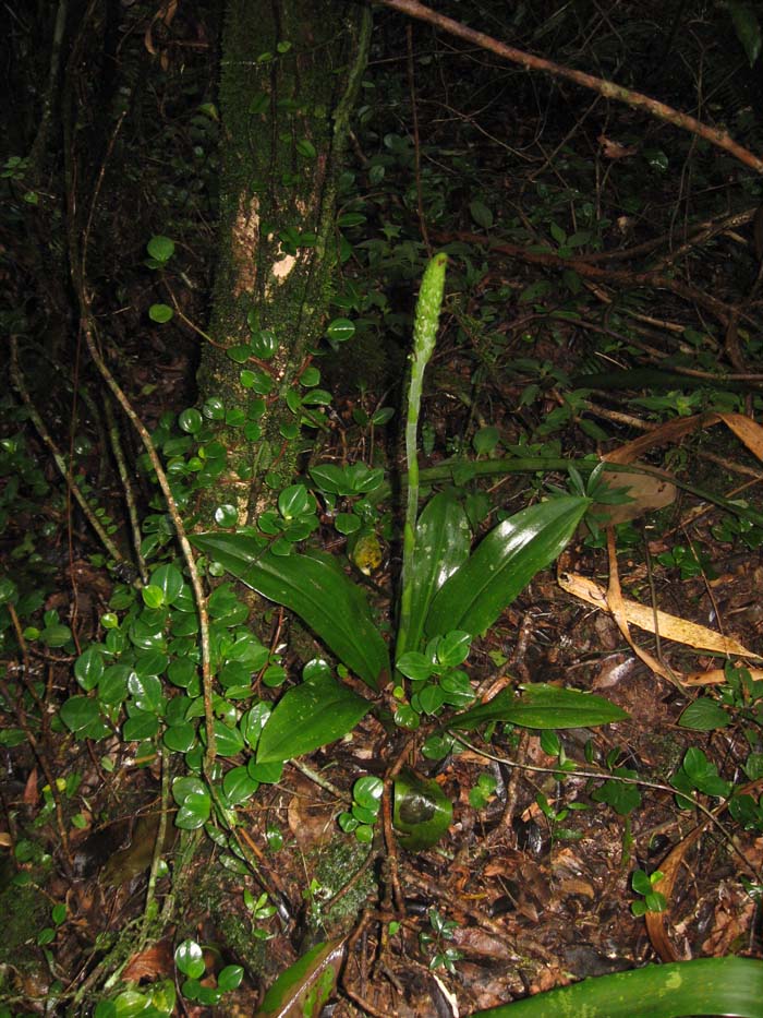 Sauroglossum nitidum