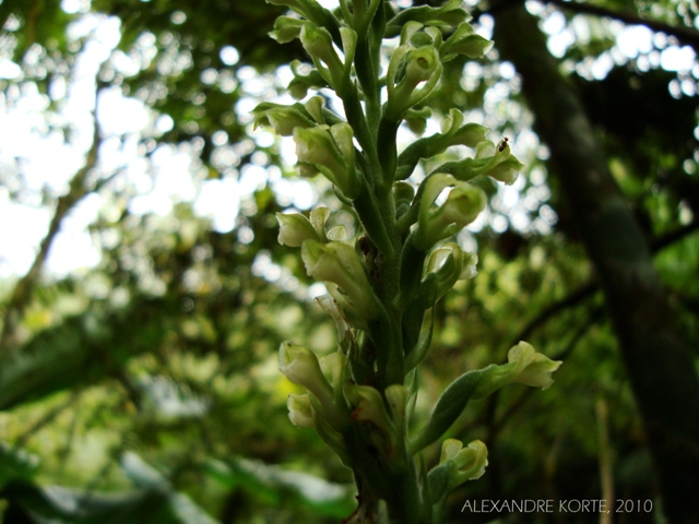 Sauroglossum nitidum