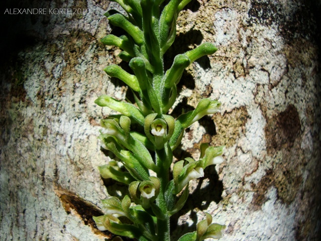 Sauroglossum nitidum