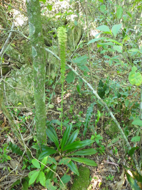 Sauroglossum nitidum