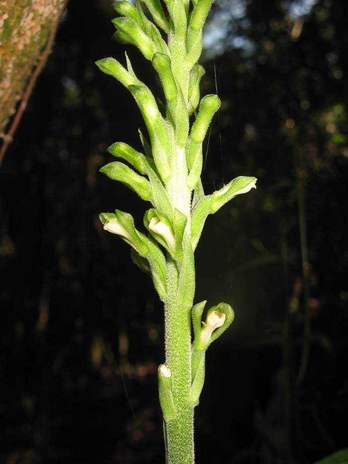 Sauroglossum nitidum