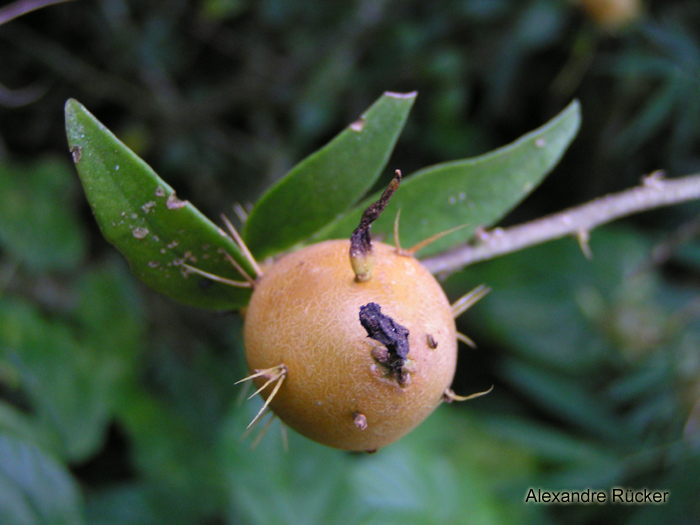 Pereskia aculeata