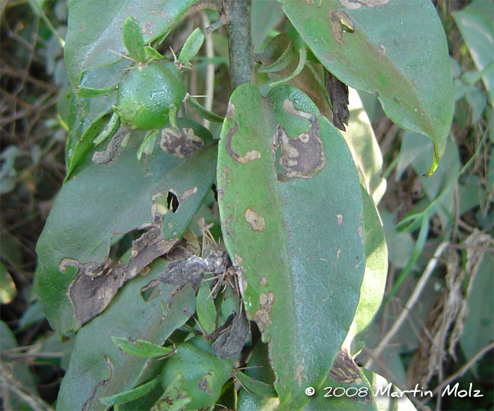 Pereskia aculeata