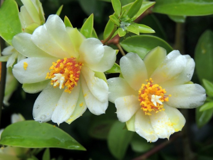 Pereskia aculeata