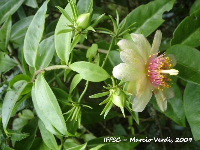 Pereskia aculeata