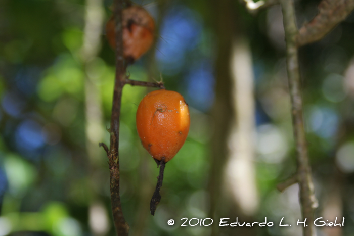 Pereskia aculeata