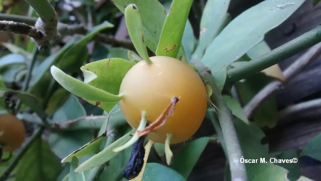 Pereskia aculeata