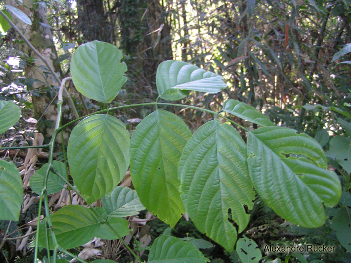 Lonchocarpus muehlbergianus