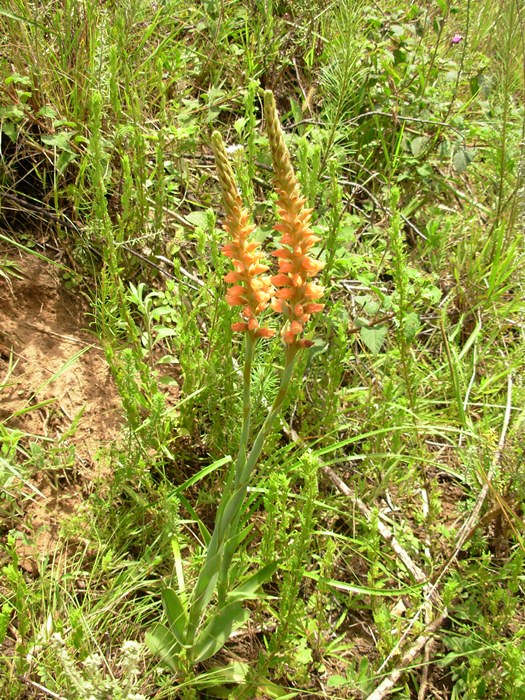 Skeptrostachys arechavaletanii