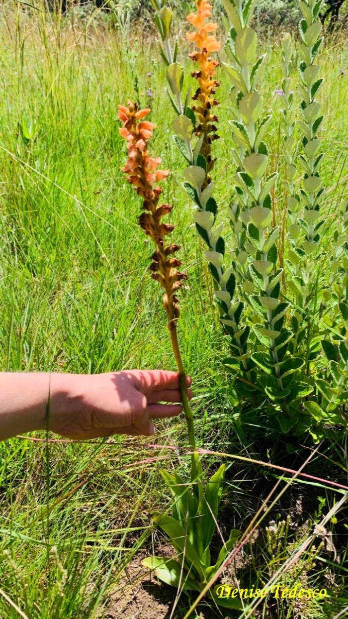 Skeptrostachys arechavaletanii