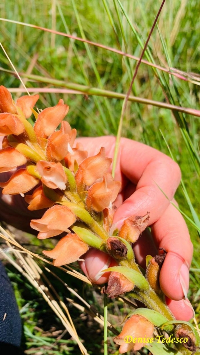 Skeptrostachys arechavaletanii