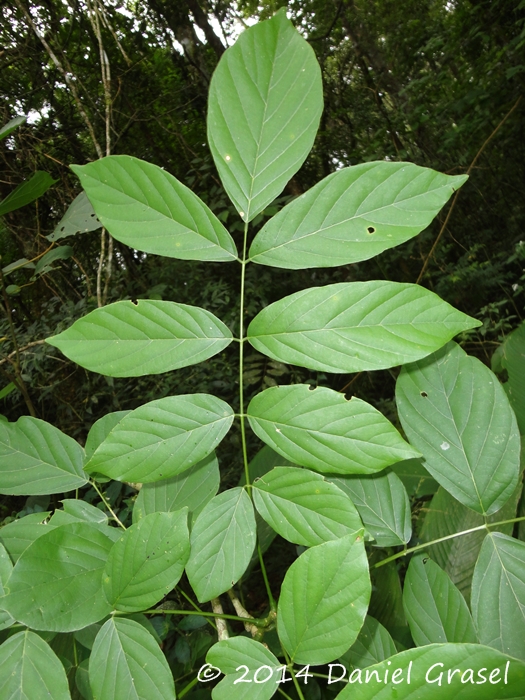 Lonchocarpus muehlbergianus