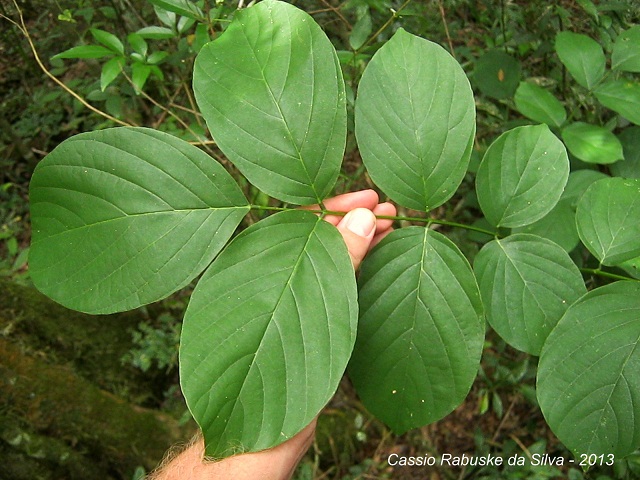 Lonchocarpus muehlbergianus