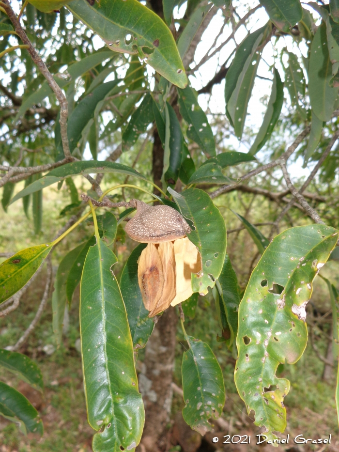 Aspidosperma australe