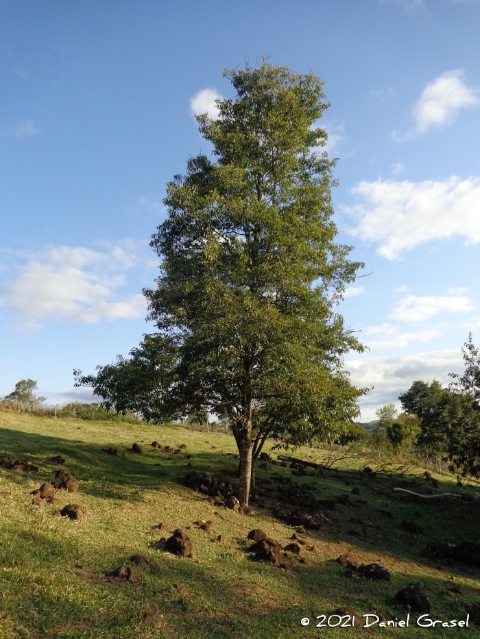 Aspidosperma australe