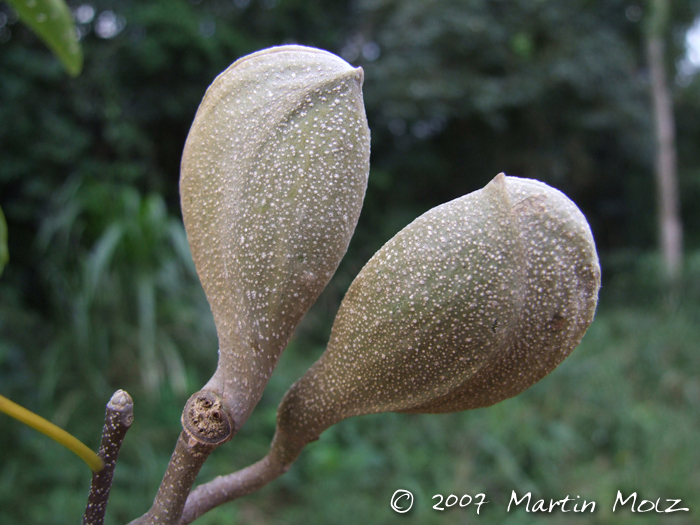 Aspidosperma australe