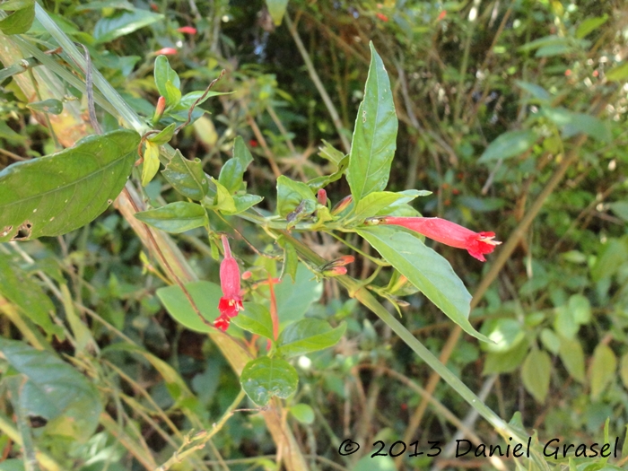 Ruellia angustiflora